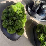 Dianthus in a Black Dish RTfact Flowers 