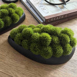 Dianthus in a Black Dish RTfact Flowers 