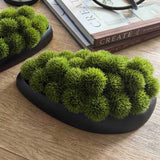 Dianthus in a Black Dish RTfact Flowers 