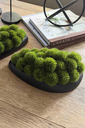 Dianthus in a Black Dish RTfact Flowers 