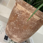 Sword Grass in a Terracotta Pot RTfact Flowers 