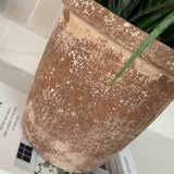 Sword Grass in a Terracotta Pot RTfact Flowers 