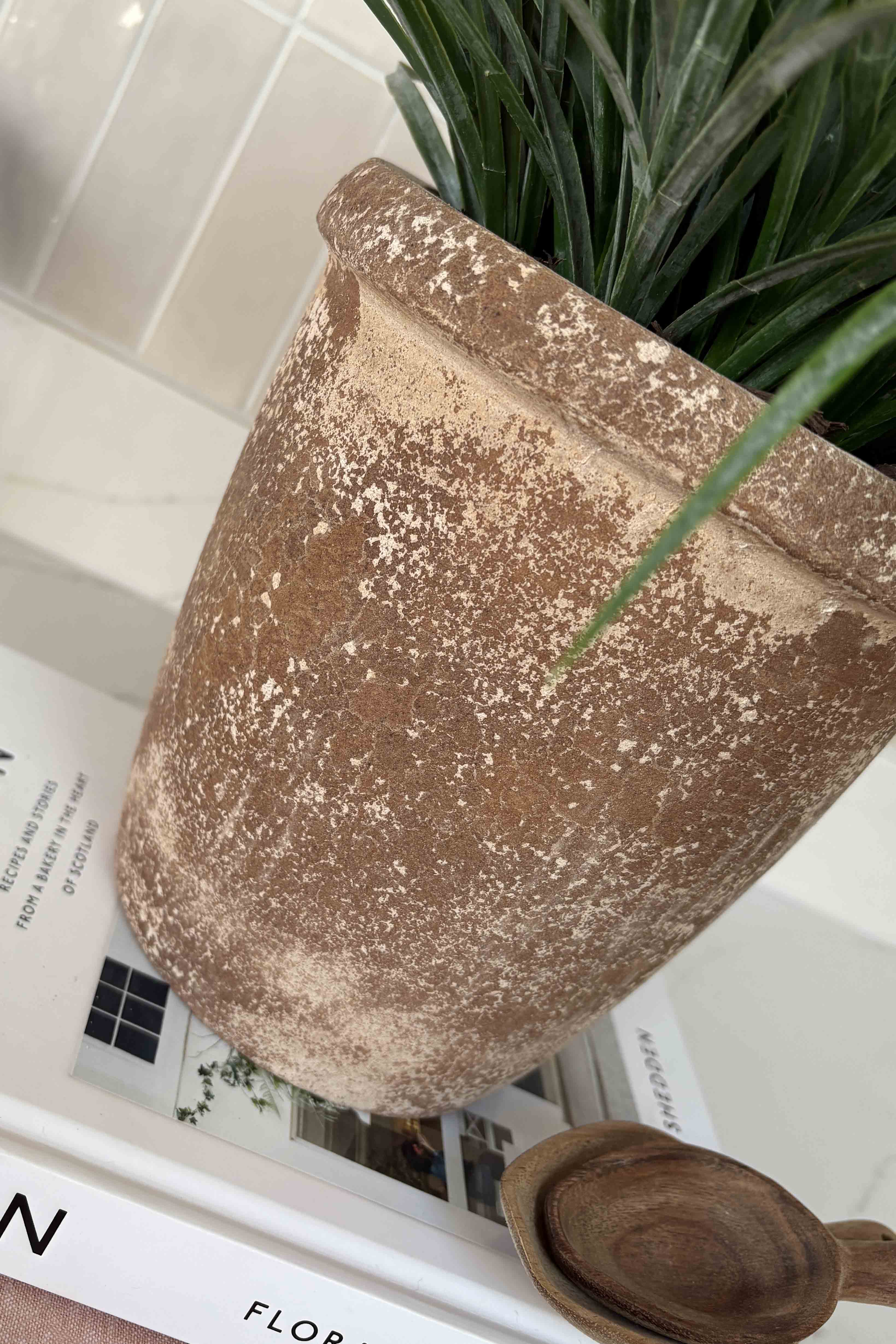 Sword Grass in a Terracotta Pot RTfact Flowers 