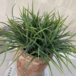 Sword Grass in a Terracotta Pot RTfact Flowers 