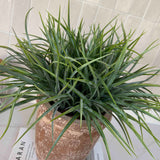 Sword Grass in a Terracotta Pot RTfact Flowers 