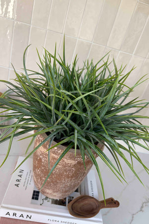 Sword Grass in a Terracotta Pot RTfact Flowers 