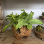 Green Succulent in a Rustic Carved Wood Planter RTfact Flowers 