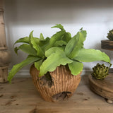 Green Succulent in a Rustic Carved Wood Planter RTfact Flowers 