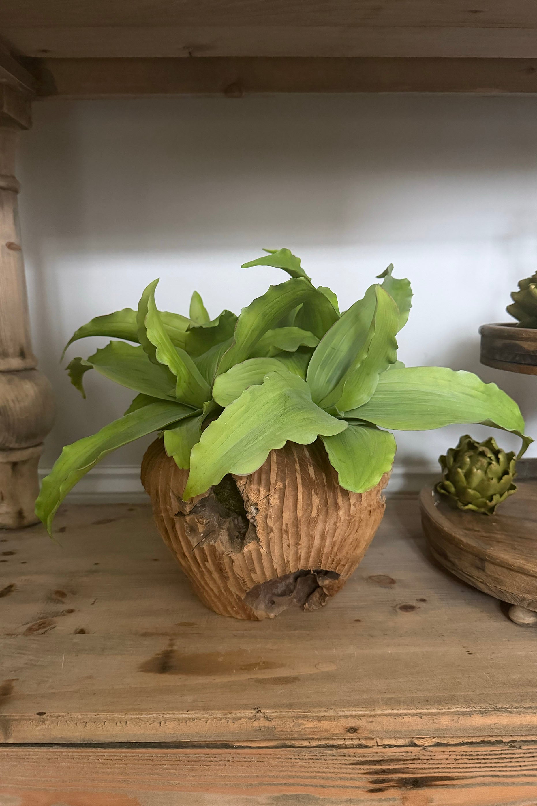 Green Succulent in a Rustic Carved Wood Planter RTfact Flowers 