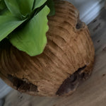 Green Succulent in a Rustic Carved Wood Planter RTfact Flowers 