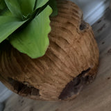 Green Succulent in a Rustic Carved Wood Planter RTfact Flowers 