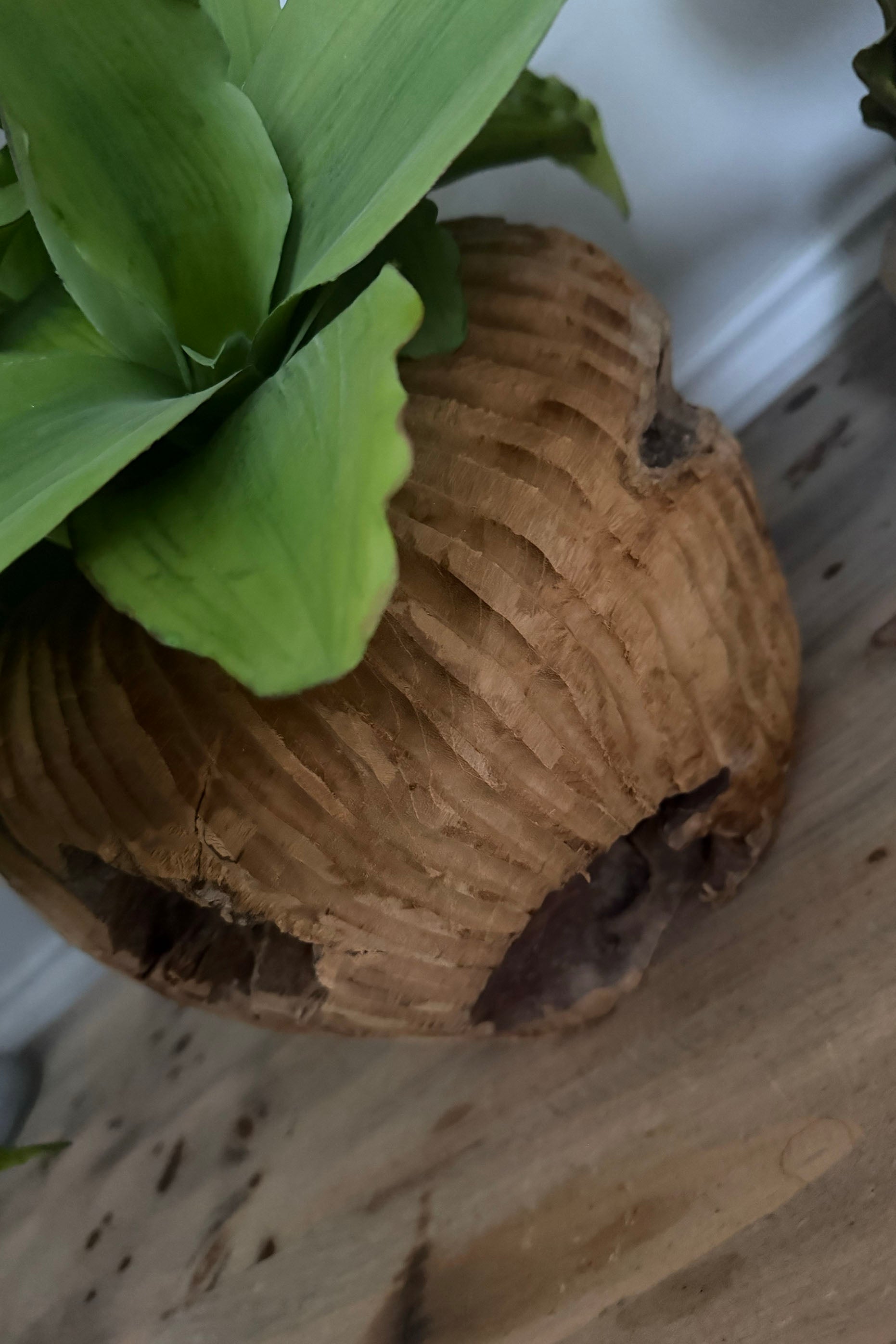 Green Succulent in a Rustic Carved Wood Planter RTfact Flowers 