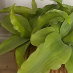 Green Succulent in a Rustic Carved Wood Planter RTfact Flowers 