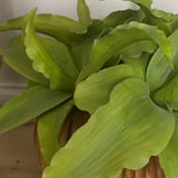 Green Succulent in a Rustic Carved Wood Planter RTfact Flowers 