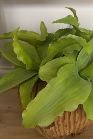 Green Succulent in a Rustic Carved Wood Planter RTfact Flowers 