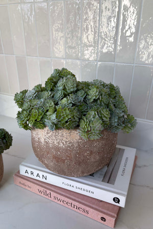 Succulent Bush in a Terracotta Bowl RTfact Flowers 
