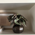 Begonia Bush in a Bronze Ridged Pot RTfact Flowers 
