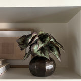 Begonia Bush in a Bronze Ridged Pot RTfact Flowers 