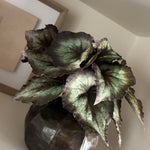 Begonia Bush in a Bronze Ridged Pot RTfact Flowers 