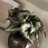 Begonia Bush in a Bronze Ridged Pot RTfact Flowers 