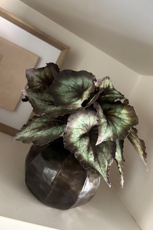 Begonia Bush in a Bronze Ridged Pot RTfact Flowers 