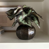Begonia Bush in a Bronze Ridged Pot RTfact Flowers 