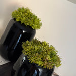 Curly Moss in a Black Glass Vase (short) RTfact Flowers 