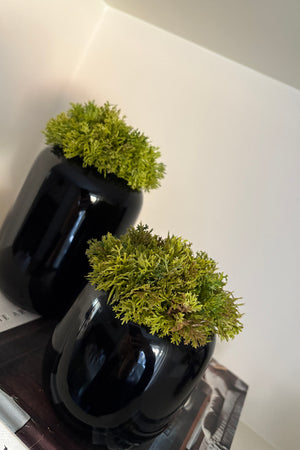 Curly Moss in a Black Glass Vase (short) RTfact Flowers 