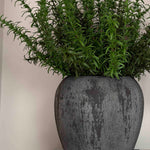 Rosemary in a Grey Stone Pot RTfact Flowers 