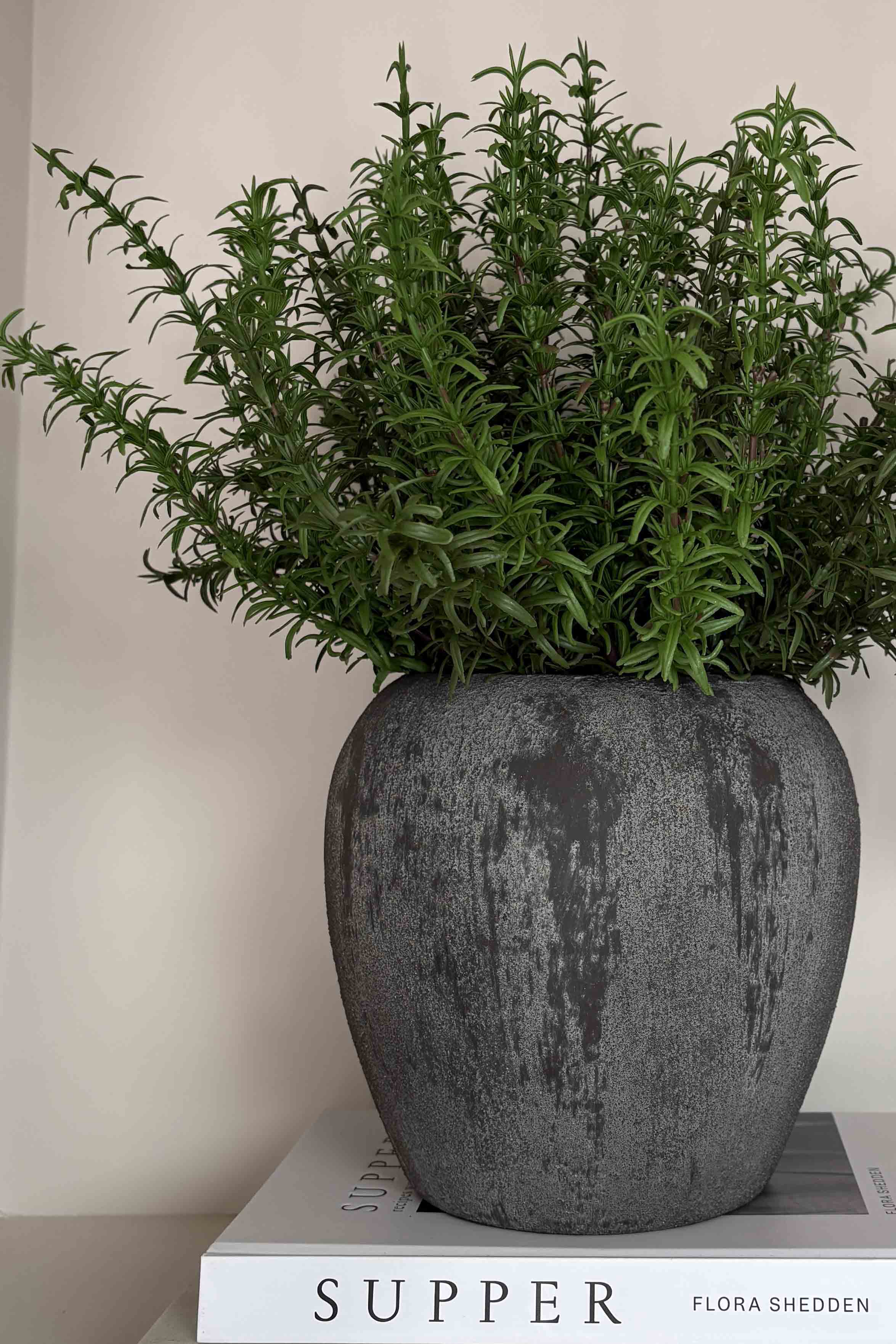 Rosemary in a Grey Stone Pot RTfact Flowers 