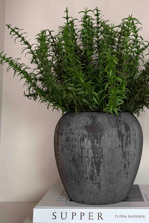 Rosemary in a Grey Stone Pot RTfact Flowers 