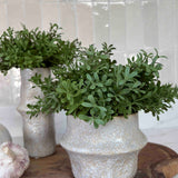 Tea Bush in a White Stone Vase (short) RTfact Flowers 
