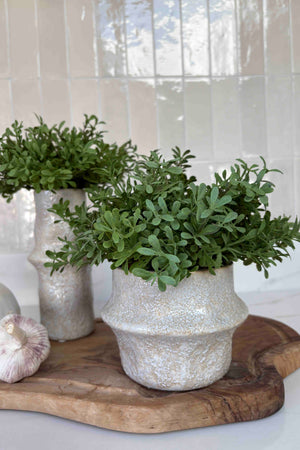 Tea Bush in a White Stone Vase (short) RTfact Flowers 