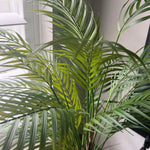 Areca Palm in a Warm Wooden Pot RTfact Flowers 