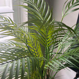 Areca Palm in a Warm Wooden Pot RTfact Flowers 