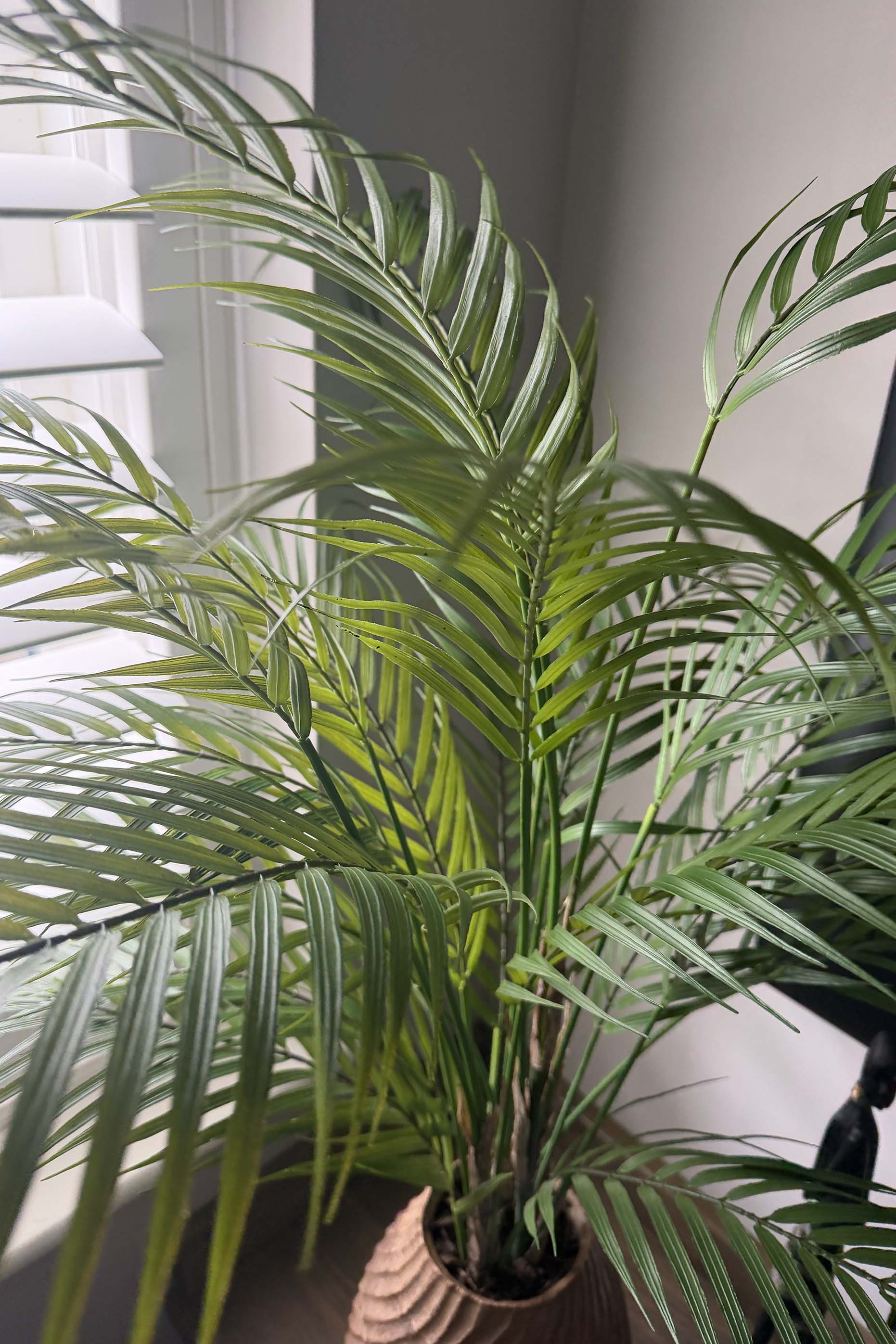 Areca Palm in a Warm Wooden Pot RTfact Flowers 