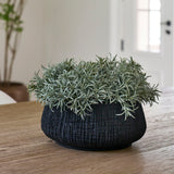 Podocarpus Bush in a Textured Black Bowl