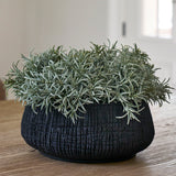 Podocarpus Bush in a Textured Black Bowl