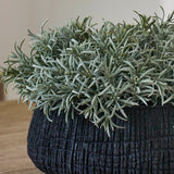 Podocarpus Bush in a Textured Black Bowl