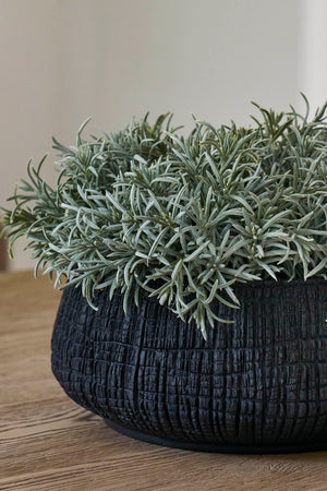 Podocarpus Bush in a Textured Black Bowl