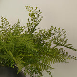 Maidenhair and Asparagus Fern in a Charcoal Stone Pot