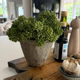 Angelica in a Rustic Stone Pot RTfact Flowers 