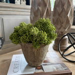 Angelica in a Rustic Stone Pot RTfact Flowers 