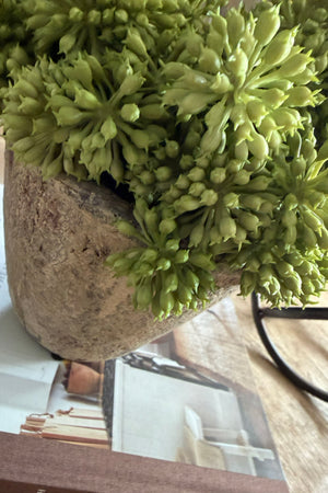 Angelica in a Rustic Stone Pot RTfact Flowers 