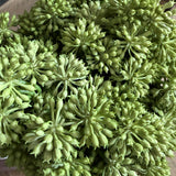 Angelica in a Rustic Stone Pot RTfact Flowers 