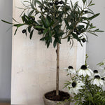 Mini Olive Tree in a Rustic Stone Pot RTFact Flowers 