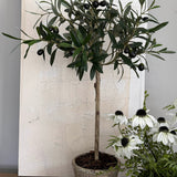 Mini Olive Tree in a Rustic Stone Pot RTFact Flowers 