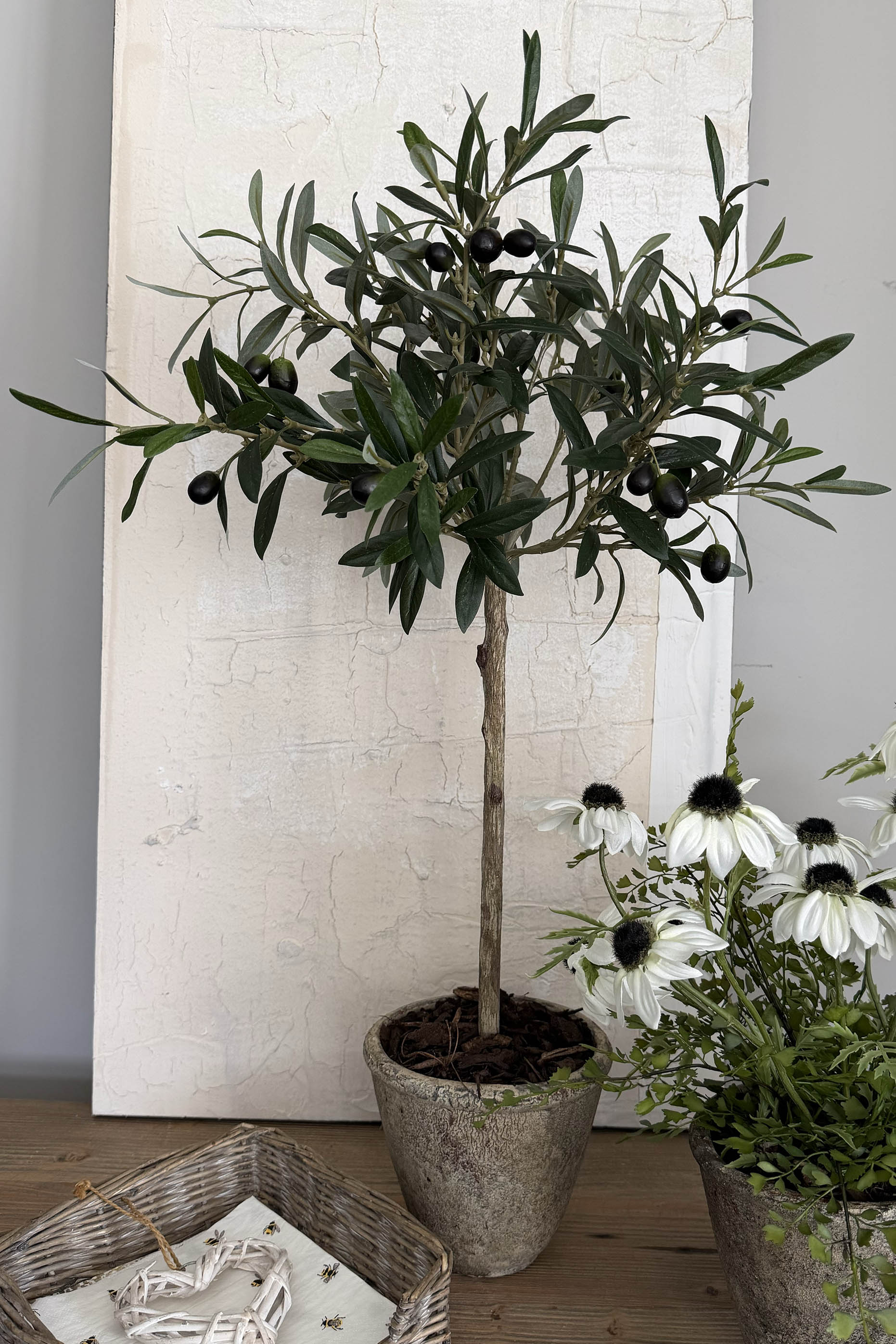 Mini Olive Tree in a Rustic Stone Pot RTFact Flowers 