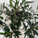 Mini Olive Tree in a Rustic Stone Pot RTFact Flowers 
