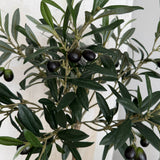 Mini Olive Tree in a Rustic Stone Pot RTFact Flowers 